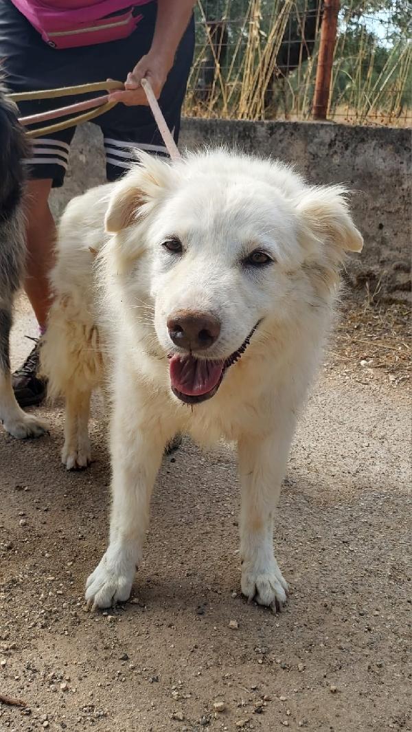 Nonna Penny Cerca Famiglia. Info Monica 3890238584 Foto 4